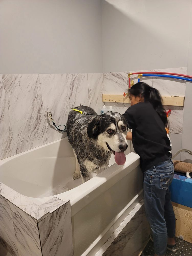 Another happy dog.
