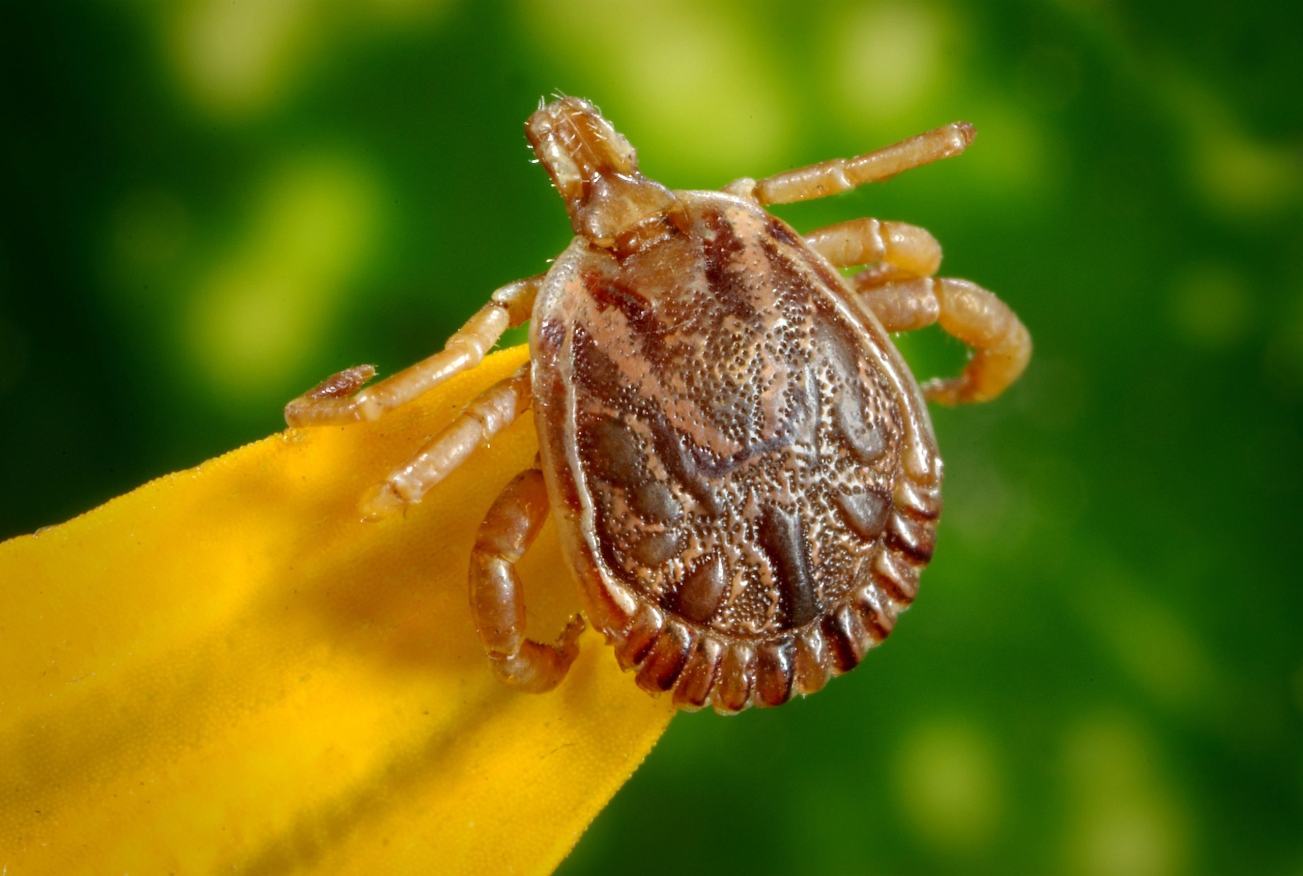 Brown tick with six legs, small head, and large hard shell on yellow foliage with green background