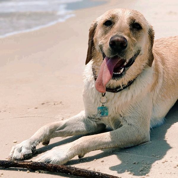 Luna Dog. LIving the Beach Life. Fort Morgan Alabama. Ceramic Film, Reduction Costs UV