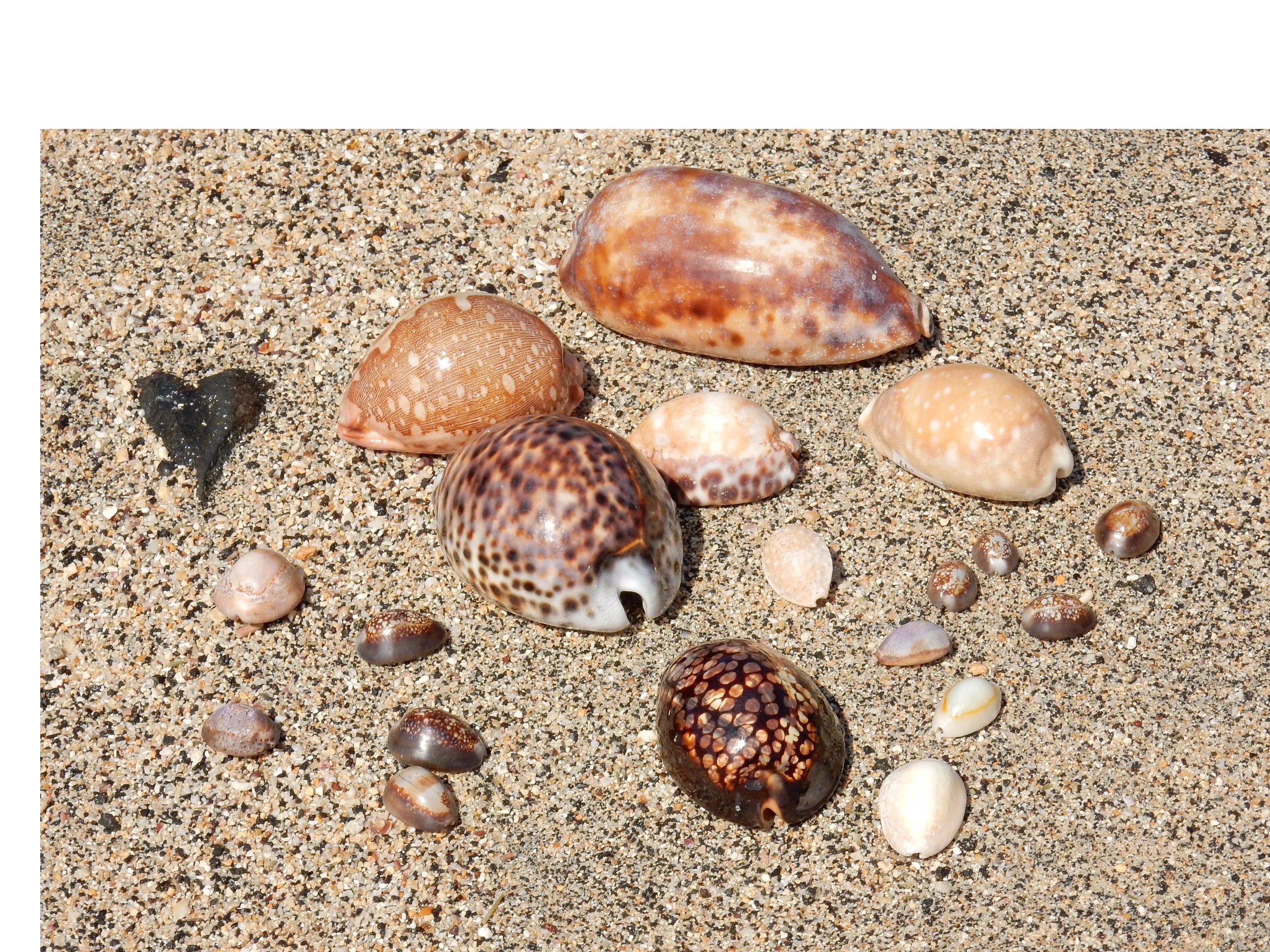 There are 250 species of cowrie shells found in tropical waters throughout the world.