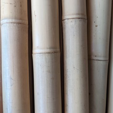 Tonkin bamboo.