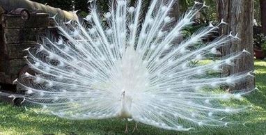 White Peacock - used in Patrizia Norelli-Bachelet's "Day of the White Peacock'.