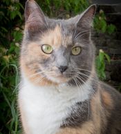 A cat with three colors