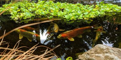 koi pond filtration