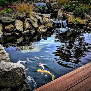 koi pond filter
