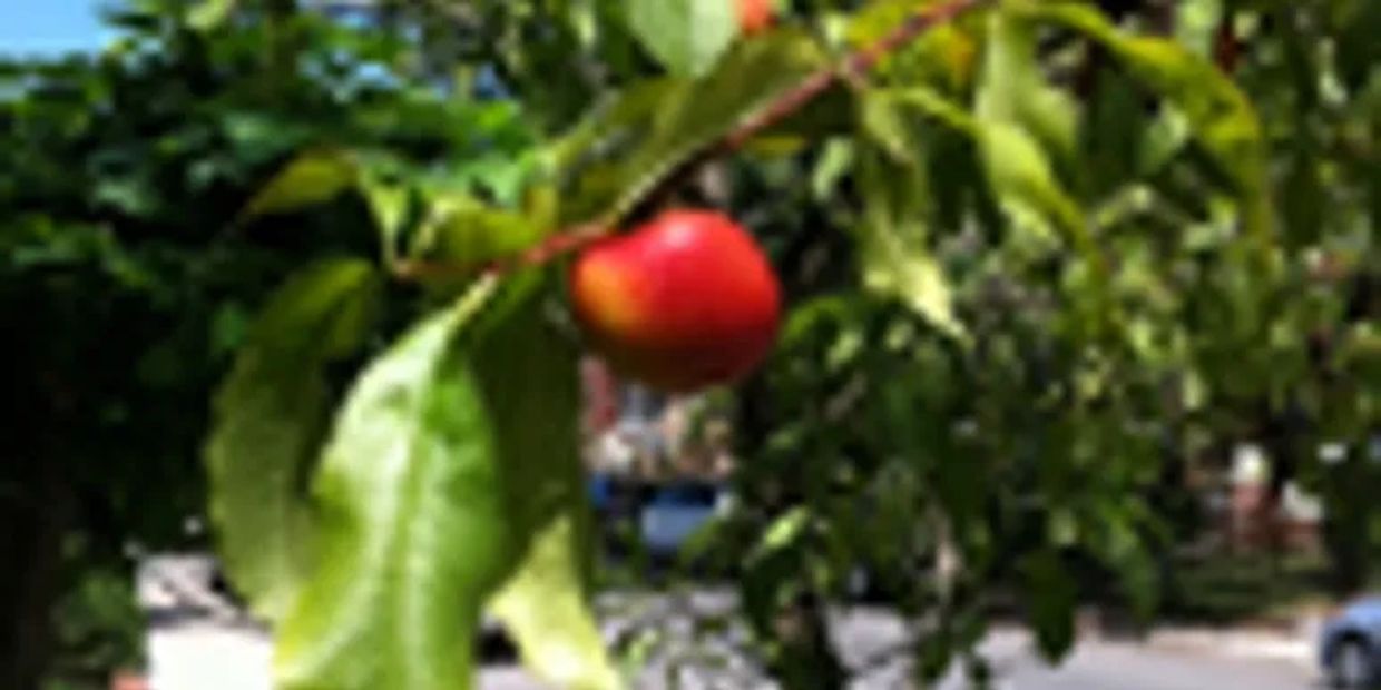 A ripe red apple hanging from a leafy tree branch.