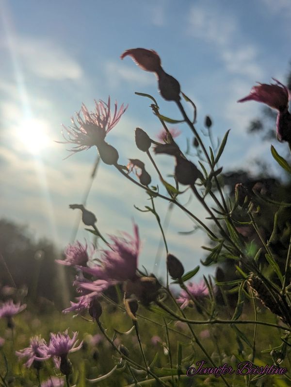 Wild flowers in a field as the sun shines through 