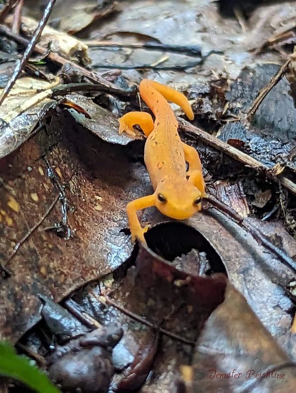 Orange newt walking through the leaves 