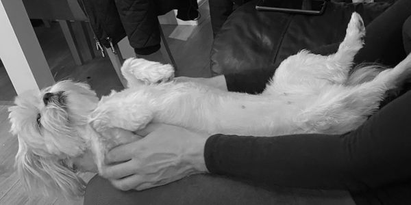 An O2i client enjoying a canine massage therapy treatment