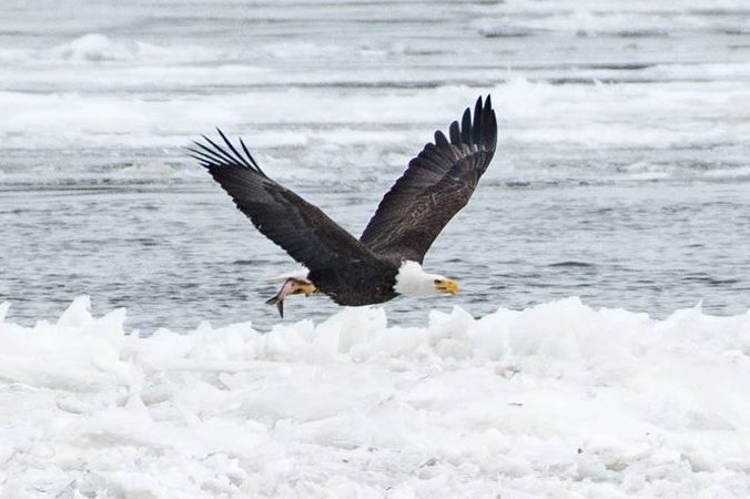 Preservation * Sustainability * Stewardship are key values to the Island Managers