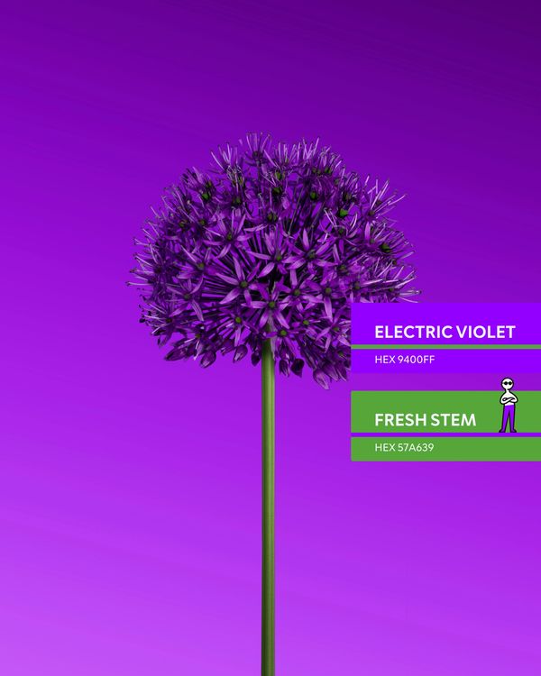 A vibrant purple allium flower with a green stem against a purple background.