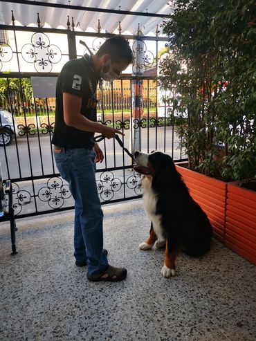 clientes felices emergencias veterinarias chia