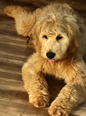 Goldendoodle puppy