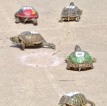 Racing Turtles

