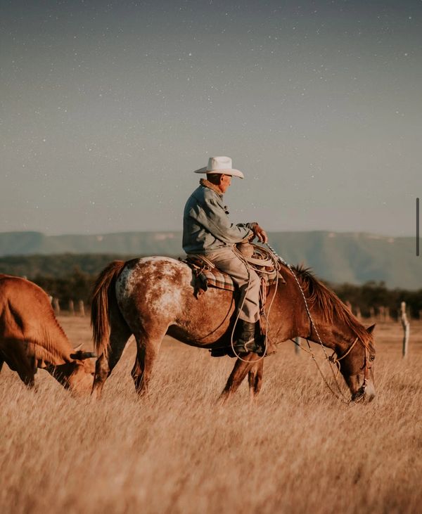 A cowboy rides a horse while a cow grazes nearby in a sunlit field.