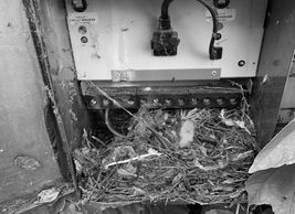 Rat's nest, transformer, maintenance