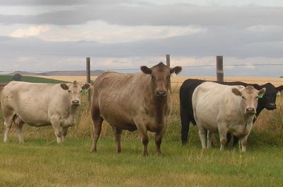 Murray Grey cattle