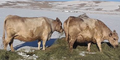 easy fleshing cattle