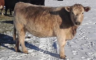 Murray Grey cattle for sale