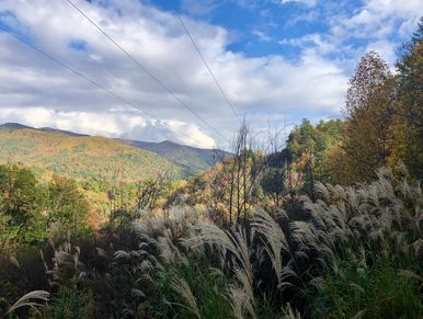 Mountain view from parking area of Treehouse #1