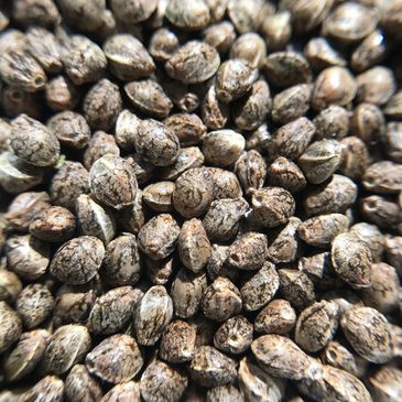Close-up image of hemp seeds