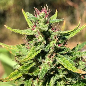 Chola hemp flower showing fresh pink stigmas.