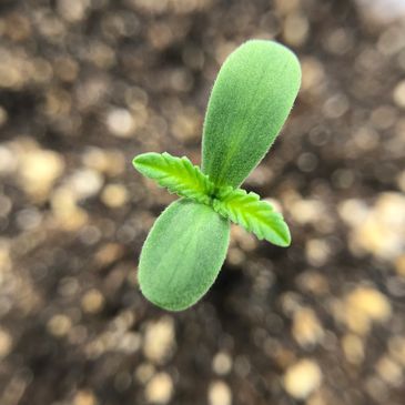 Top view of a young Chola seedling showing cotyledons and the first set of true leaves.