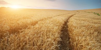 Wheat Field