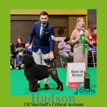 Hudson BOB at Crufts 2025