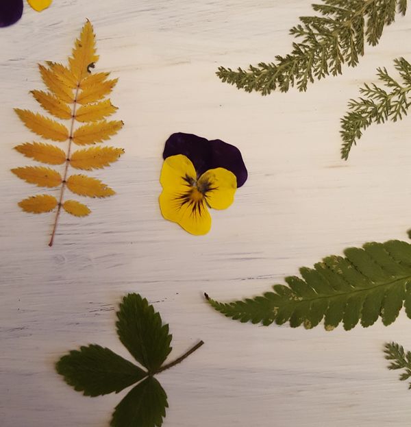 Zutaten für Blütenbilder in einem DIY-Workshop in Jettes Atelier.
