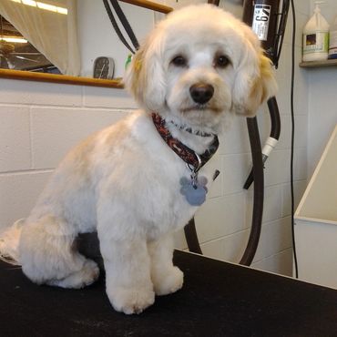 Groomer for hire, grooming job is colorado springs, grooming job