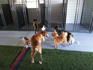 Dog kennel, dog daycare, dog boarding