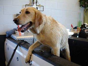 self serve dog wash