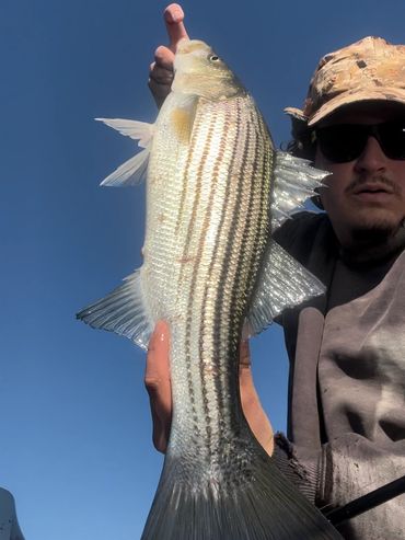 Housatonic River Striper