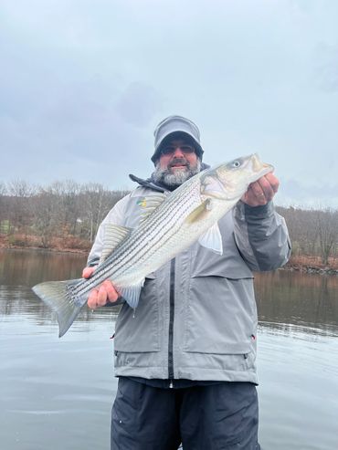 Housatonic River Striper