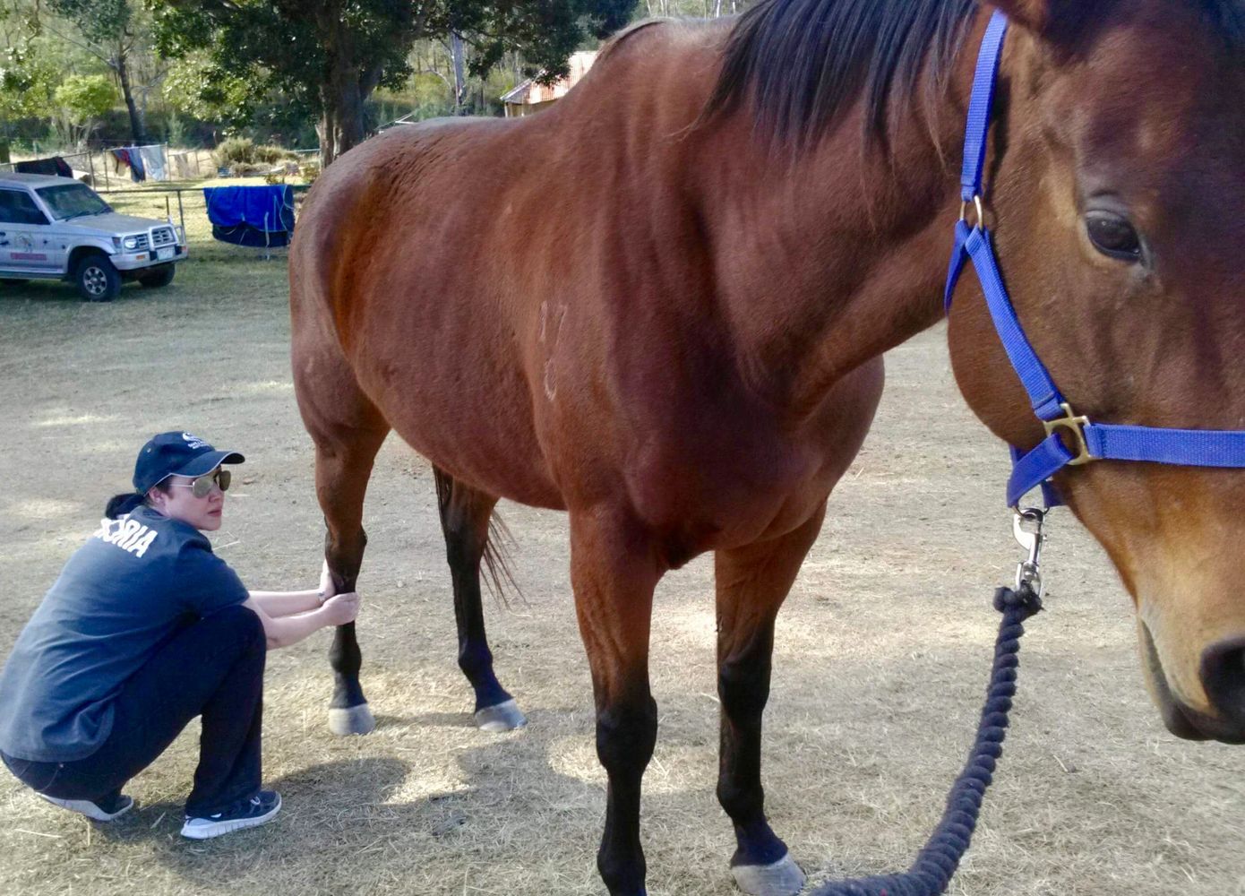 Horse massage and bodywork