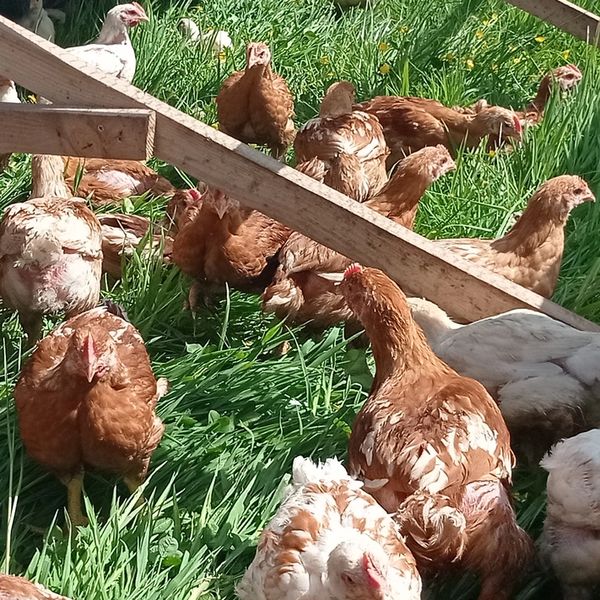Outdoor reared, pasture raised, high welfare chicken.