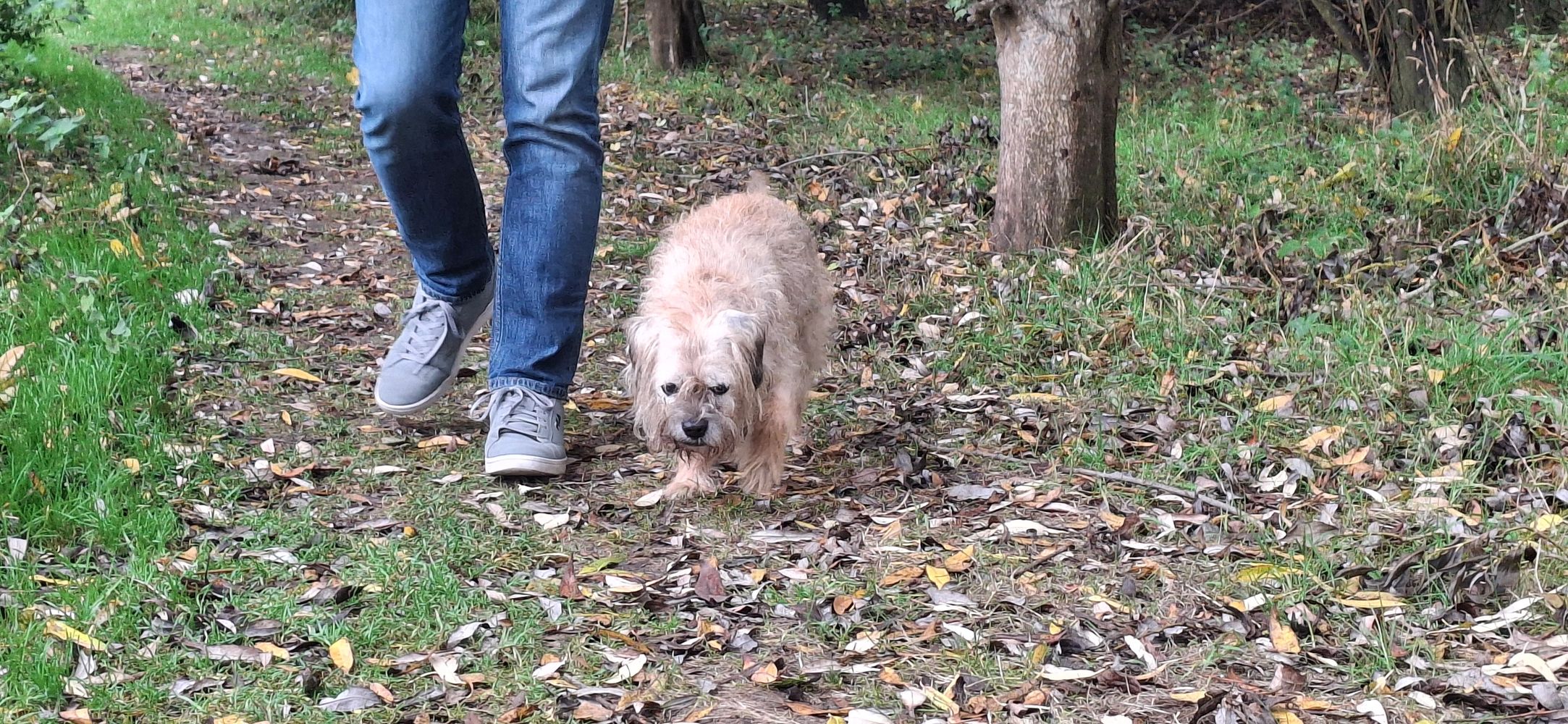 Person walking a small, scruffy dog on a leafy forest path.