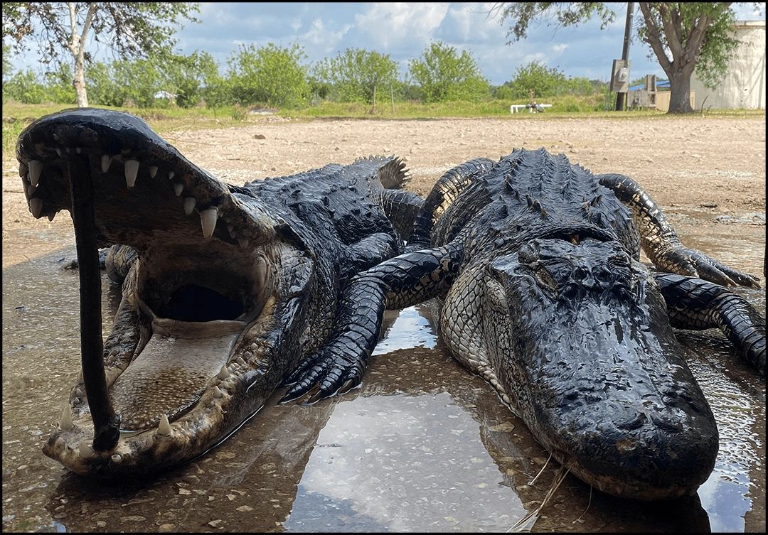 Fla Gator Hunts: Family Adventures & Affordable FL Alligator, Hog