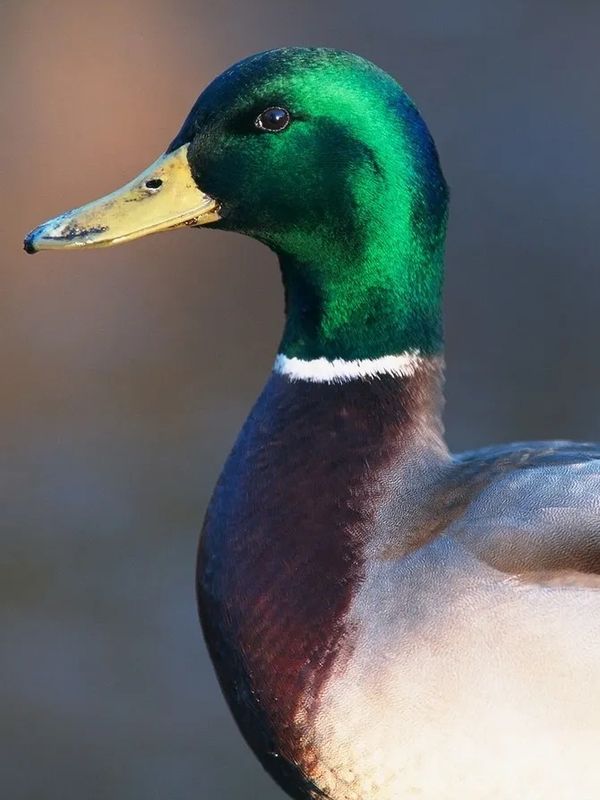 Close-up of a male mallard duck with vibrant green head and yellow beak.