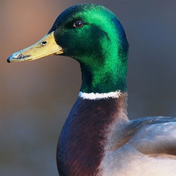 Close-up of a male mallard duck with iridescent green head and yellow bill.
