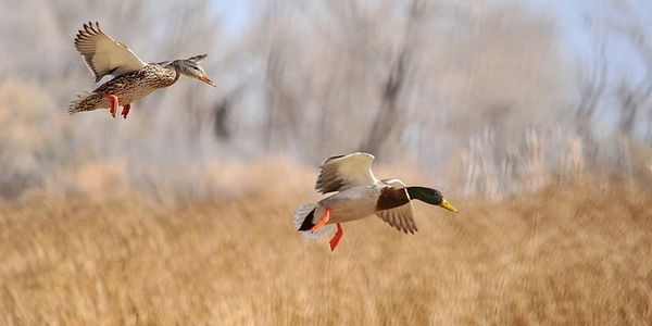 Two ducks flying over a grassy field with blurred trees in the background.