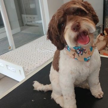Happy dog with a colorful bandana sitting indoors.