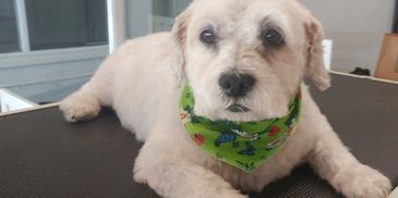 Small white dog wearing a green bandana.