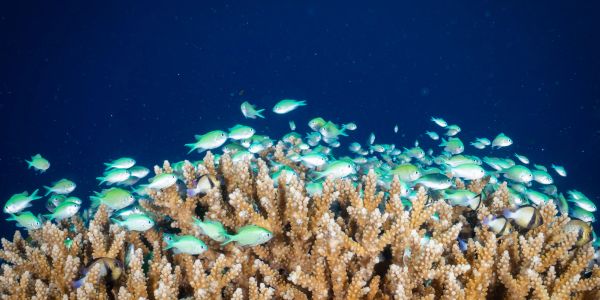 Small green fish swimming above coral in clear blue ocean.