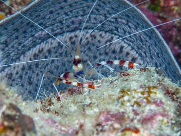 Close-up of a spotted shrimp underwater.