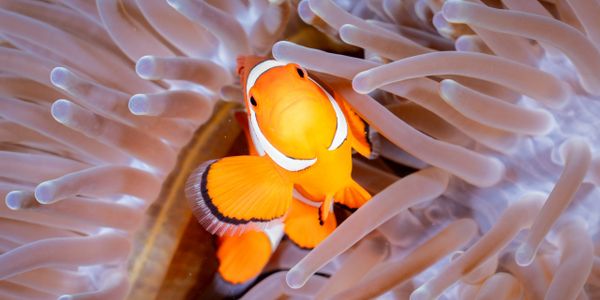 Clownfish nestled among sea anemone tentacles.