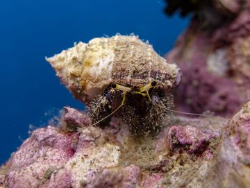 Hermit crab on colorful coral with blue ocean backdrop.