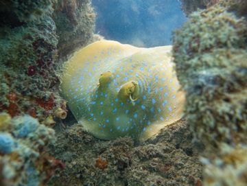 A blue-spotted ray nestled in coral.