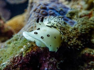 Close-up of a white sea slug with black spots on coral reef.